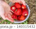 Close up high angle view of human hands holding a small transparent plastic bucket filled with big ripe red strawberries. The background consists of rustic dry garden straw 140315432