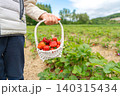 Horizontal shot of a child walking through a green agricultural field, carrying a small white wicker basket full of freshly picked ripe red strawberries in daylight 140315434