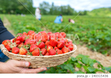 Agricultural harvesting scene on a summer day. A worker carries a woven tray of ripe red strawberries with blurred pickers working in the countryside garden backdrop, Close up of male hands holding a Agricultural harvesting scene on a summer day. A worker carries a woven tray of ripe red strawberries with blurred pickers working in the countryside garden backdrop, Close up of male hands holding a 140315436
