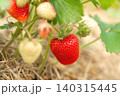 Close up of a strawberry plant in a garden bed with one bright red ripe berry and several green and white unripe fruits. The soil is covered with organic straw mulch 140315445