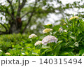 公園のあじさい 140315494