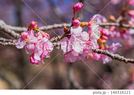 春の訪れを告げる河津桜 140316121