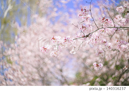 満開の桜(オールドレンズ撮影) 満開の桜(オールドレンズ撮影) 140316237