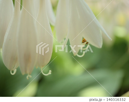 6月に美しく咲いた白いオオバギボウシ(大葉擬宝珠)の花 6月に美しく咲いた白いオオバギボウシ(大葉擬宝珠)の花 140316332