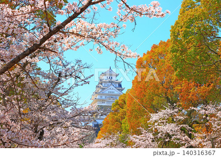 兵庫県姫路市、満開の桜と姫路城の風景 兵庫県姫路市、満開の桜と姫路城の風景 140316367