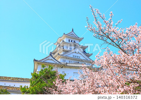 兵庫県姫路市、満開の桜と姫路城の風景 140316372