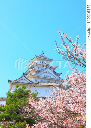 兵庫県姫路市、満開の桜と姫路城の風景 兵庫県姫路市、満開の桜と姫路城の風景 140316373