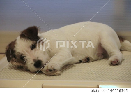 ジャックラッセルテリアの子犬(まったり) ジャックラッセルテリアの子犬(まったり) 140316545