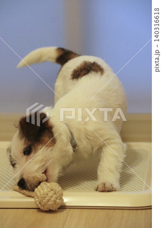 ジャックラッセルテリアの子犬(ロープ遊び) ジャックラッセルテリアの子犬(ロープ遊び) 140316618