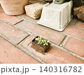 ミニプランターに生える雑草 140316782