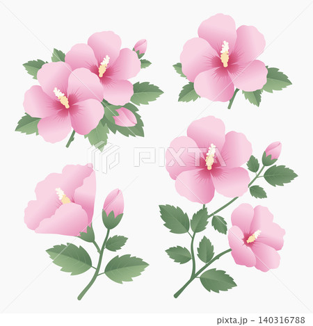 Mugunghwa Korean rose of sharon flower vector illustration set Mugunghwa Korean rose of sharon flower vector illustration set 140316788