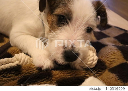 ジャックラッセルテリアの子犬(アップ) ジャックラッセルテリアの子犬(アップ) 140316909
