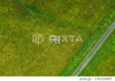 緑の牧草地で草を食む羊の群れを真俯瞰した空撮写真 緑の牧草地で草を食む羊の群れを真俯瞰した空撮写真 140316967