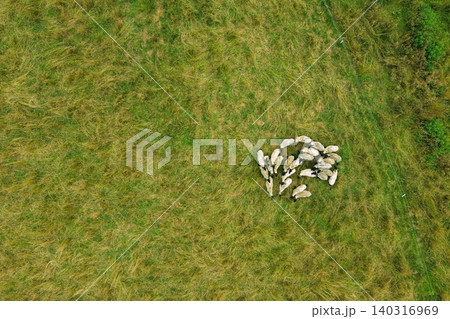 緑の牧草地に群れるサフォーク羊の空撮写真 140316969