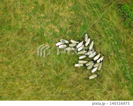 牧草地に群れるサフォーク羊を真俯瞰した空撮写真 牧草地に群れるサフォーク羊を真俯瞰した空撮写真 140316973