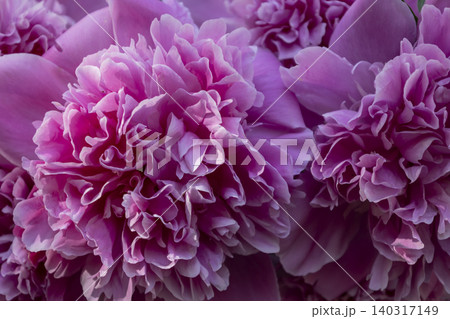 Close-up Shot of Lush and Vibrant Pink Peony Flowers Blooming in Full Bloom, Beautiful Spring Garden Background Close-up Shot of Lush and Vibrant Pink Peony Flowers Blooming in Full Bloom, Beautiful Spring Garden Background 140317149