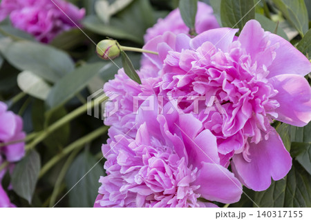 Close-up Shot of Lush and Vibrant Pink Peony Flowers Blooming in Full Bloom, Beautiful Spring Garden Background Close-up Shot of Lush and Vibrant Pink Peony Flowers Blooming in Full Bloom, Beautiful Spring Garden Background 140317155
