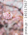 河津桜 140317667