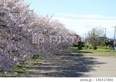 埼玉県蓮田市の元荒川河川敷公園に咲くソメイヨシノの桜の花 埼玉県蓮田市の元荒川河川敷公園に咲くソメイヨシノの桜の花 140317860