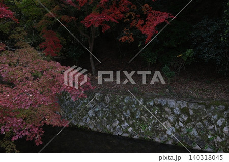 紅葉した葉 140318045