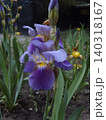Beautiful purple iris flower blooms elegantly in a garden, showing intricate yellow and brown patterns on its petals. Unopened buds and green leaves surround the main blossom in natural soil 140318167