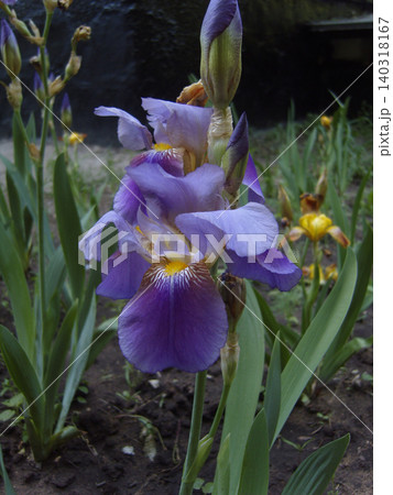 Beautiful purple iris flower blooms elegantly in a garden, showing intricate yellow and brown patterns on its petals. Unopened buds and green leaves surround the main blossom in natural soil 140318167