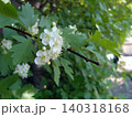 Close-up shot captures vibrant white hawthorn blossoms blooming on a branch with green, deeply lobed leaves. The delicate flowers feature prominent yellowish stamens against a blurred backdrop 140318168