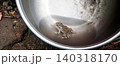Small European green toad sits inside a reflective metal bowl placed outdoors. Frog. The little amphibian features distinct green spotted patterns on its skin, captured from a high-angle view 140318170