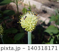 Close-up shot displays a round onion flower head in full bloom with yellow stamens. Tiny insects, including a small bee and a beetle, crawl across the blossom against a blurred green backdrop 140318171
