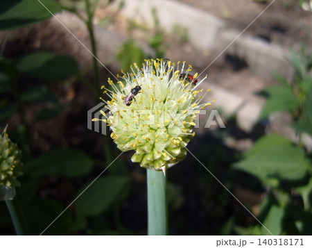Close-up shot displays a round onion flower head in full bloom with yellow stamens. Tiny insects, including a small bee and a beetle, crawl across the blossom against a blurred green backdrop Close-up shot displays a round onion flower head in full bloom with yellow stamens. Tiny insects, including a small bee and a beetle, crawl across the blossom against a blurred green backdrop 140318171
