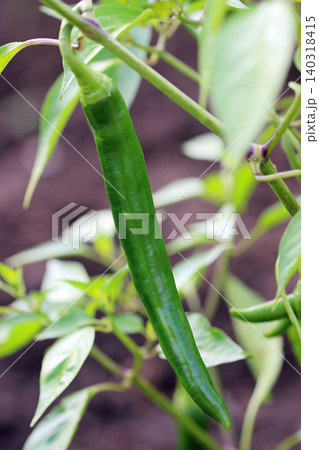 Green chilli pepper fruits in close up Green chilli pepper fruits in close up 140318415