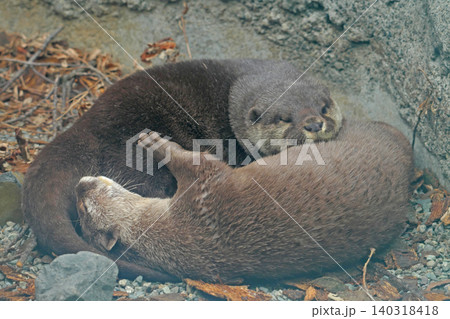 くっついて眠るコツメカワウソの夫婦③ くっついて眠るコツメカワウソの夫婦③ 140318418