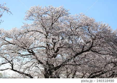 春の公園に咲くソメイヨシノの桜の花 春の公園に咲くソメイヨシノの桜の花 140318490