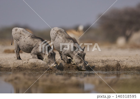 Warthog at a waterhole Warthog at a waterhole 140318595