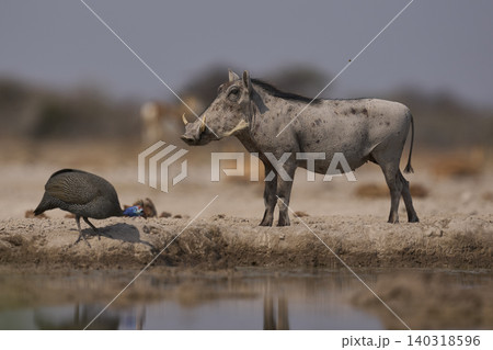 Warthog at a waterhole Warthog at a waterhole 140318596