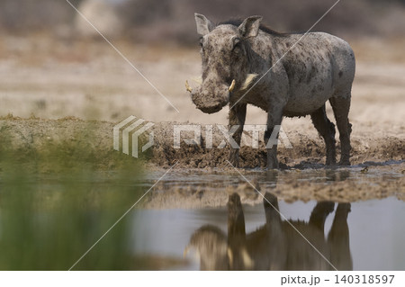 Warthog at a waterhole Warthog at a waterhole 140318597