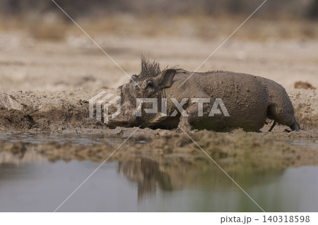 Warthog at a waterhole Warthog at a waterhole 140318598