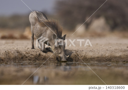 Warthog at a waterhole Warthog at a waterhole 140318600