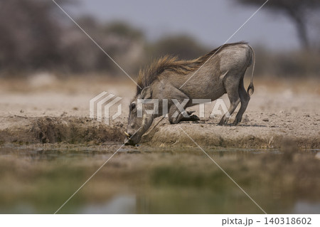 Warthog at a waterhole Warthog at a waterhole 140318602