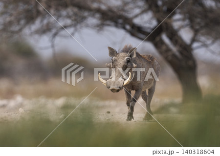 Warthog at a waterhole Warthog at a waterhole 140318604
