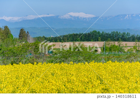 滝川菜の花まつり 北海道空知の広大な菜の花畑 滝川菜の花まつり 北海道空知の広大な菜の花畑 140318611