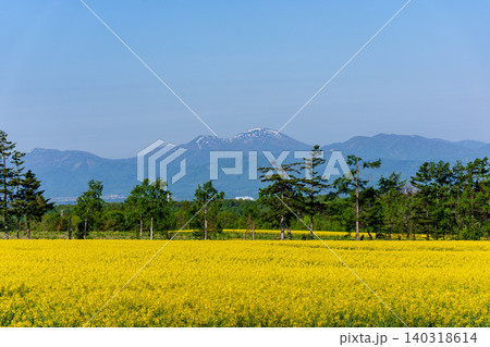滝川菜の花まつり 北海道空知の広大な菜の花畑 滝川菜の花まつり 北海道空知の広大な菜の花畑 140318614