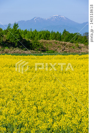 滝川菜の花まつり 北海道空知の広大な菜の花畑 滝川菜の花まつり 北海道空知の広大な菜の花畑 140318618