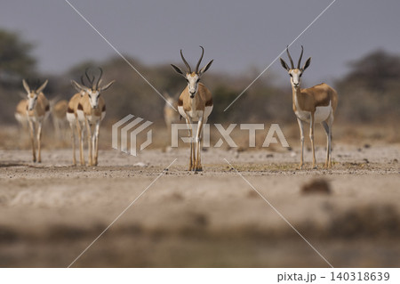 Springok at a waterhole 140318639