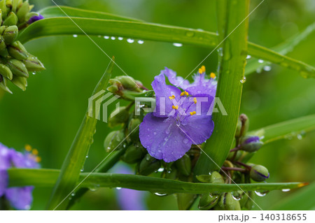雨露をまとったムラサキツユクサの花のクローズアップ 140318655