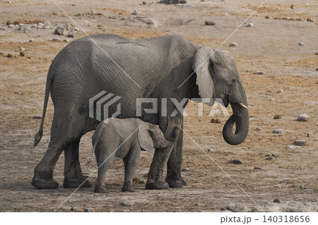 Female African Elephant with calf Female African Elephant with calf 140318656