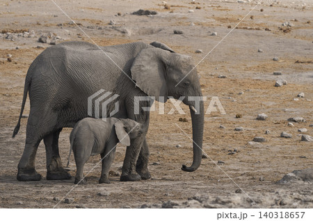 Female  African Elephant with calf 140318657