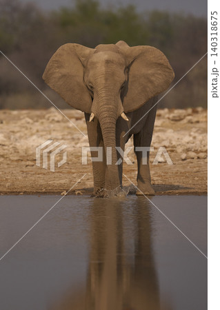African elephant at a waterhole African elephant at a waterhole 140318675