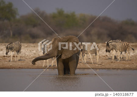 African elephant at a waterhole African elephant at a waterhole 140318677
