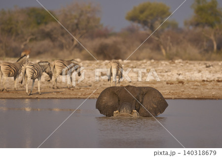African elephant at a waterhole African elephant at a waterhole 140318679